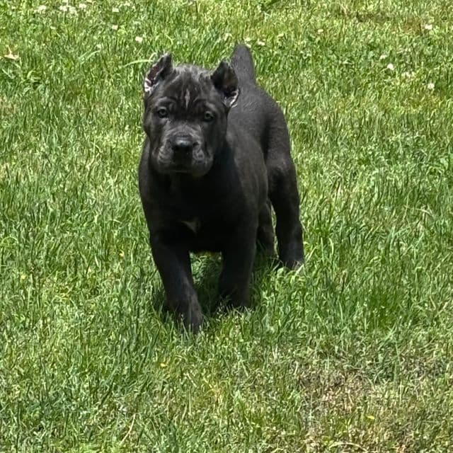 Blue - Cane Corso Male