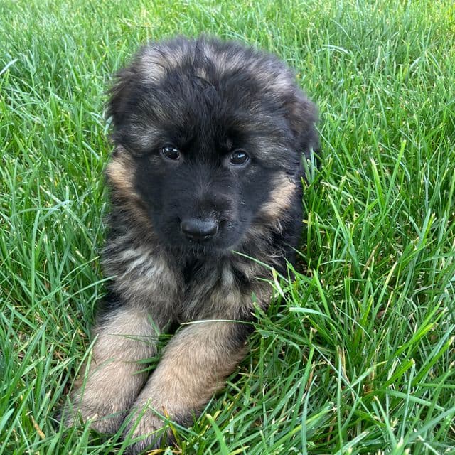 Suki - German Shepherd Dog Female