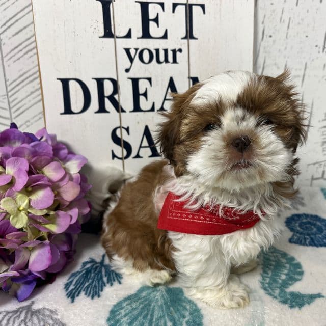 Emmy - Shih Tzu Female