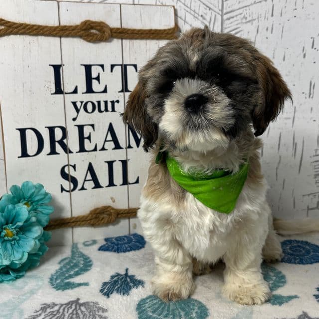 Bingo - Shih Tzu Male
