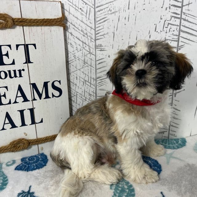 Simba - Shih Tzu Male