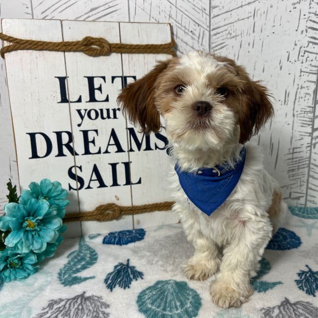 Muffin - Shih Tzu Male