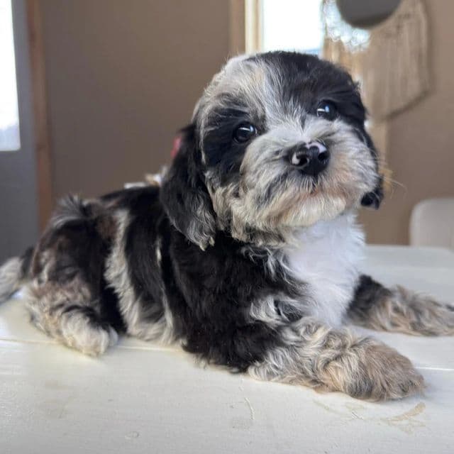Tristan - Cavapoo Male