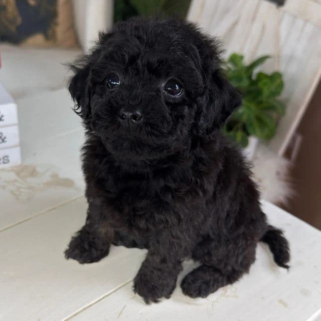 Rory - Cavapoo Female