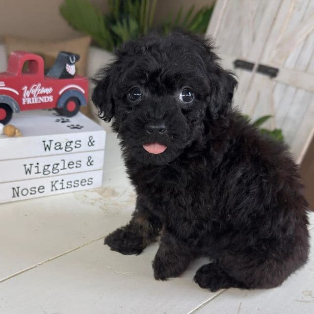 Rory - Cavapoo Female