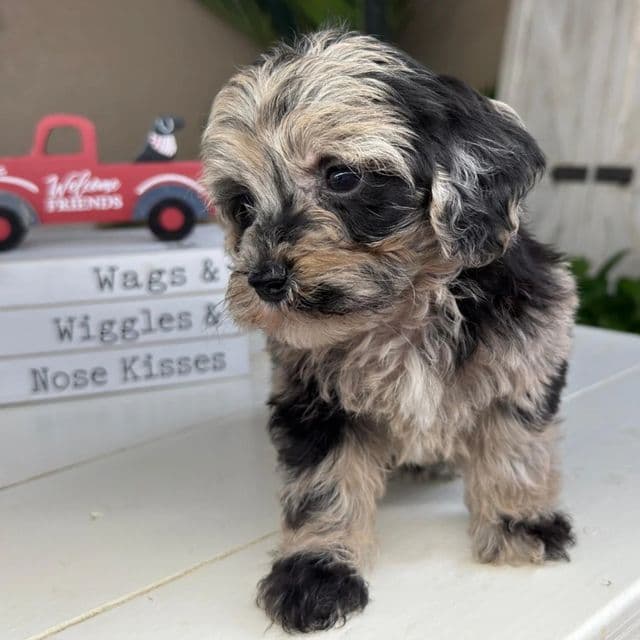 Paris - Cavapoo Female