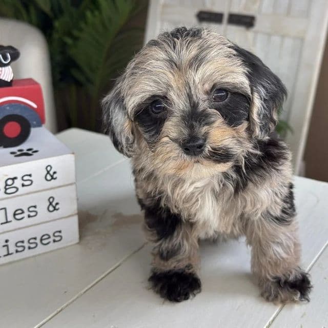 Paris - Cavapoo Female