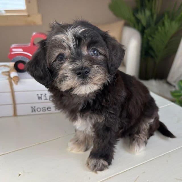 Lorelai - Cavapoo Female