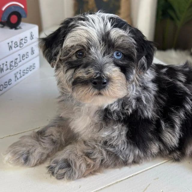 Dean - Cavapoo Male