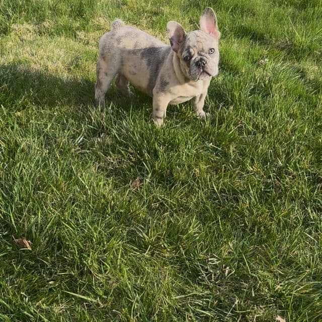 French Bulldog Blue fawn Merle  - French Bulldog Male