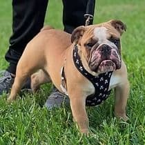 Clause - English Bulldog Male