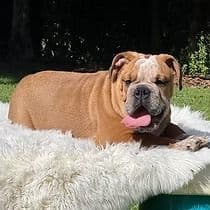 Spots - English Bulldog Male