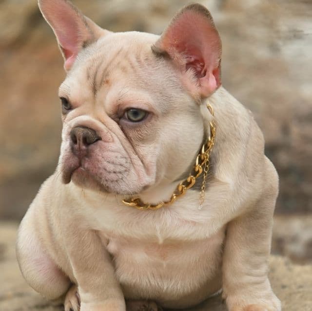 Yoshi - French Bulldog Male