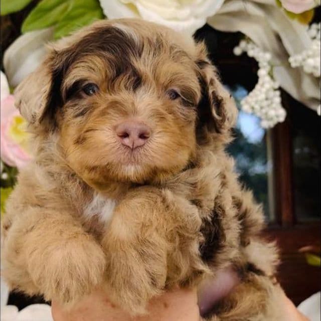 Daphne - Aussiedoodle Male