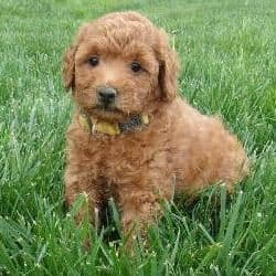 Lollipop - Goldendoodle Female