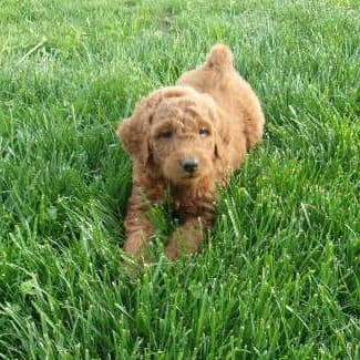 Lotus - Goldendoodle Male