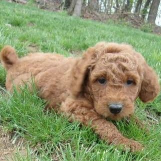 Lotus - Goldendoodle Male