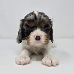 Sienna - Cavalier King Charles Spaniel Female