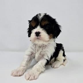 Samuel - Cavalier King Charles Spaniel Male