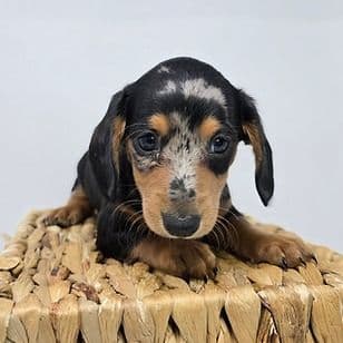 Zaylee - Dachshund Female