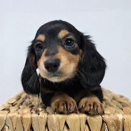 Zara - Dachshund Female