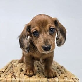 Zayn - Dachshund Male