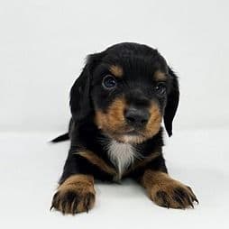 Yara - Dachshund Female