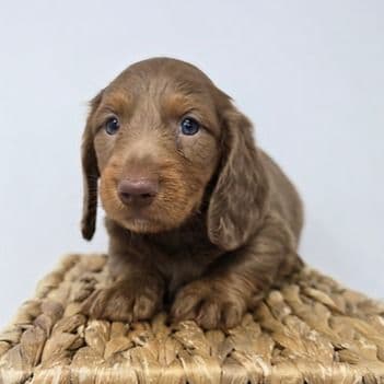 William - Dachshund Male
