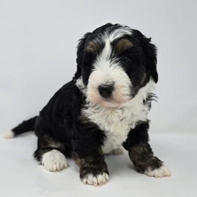 Aria - Bernedoodle Female
