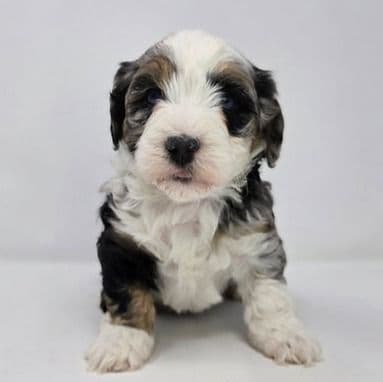 Addi - Bernedoodle Female
