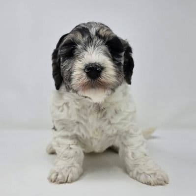 Aubrey - Bernedoodle Female