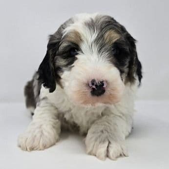 Anna - Bernedoodle Female