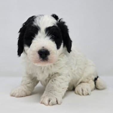 Axel - Bernedoodle Male