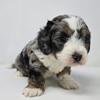 Asher - Bernedoodle Male