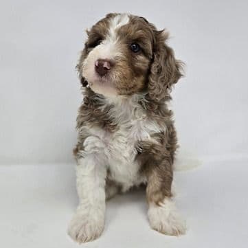 Vivian - Bernedoodle Female