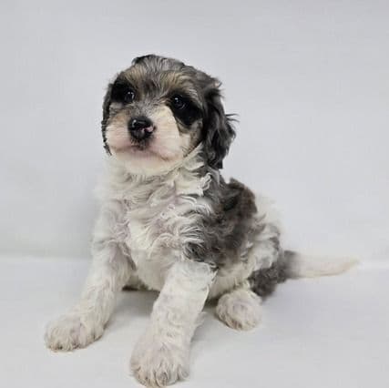 Veronica - Bernedoodle Female