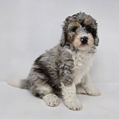 Vanessa - Bernedoodle Female