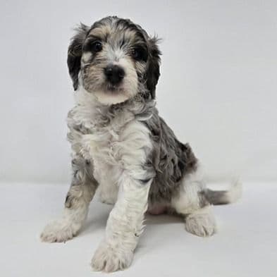 Victoria - Bernedoodle Female