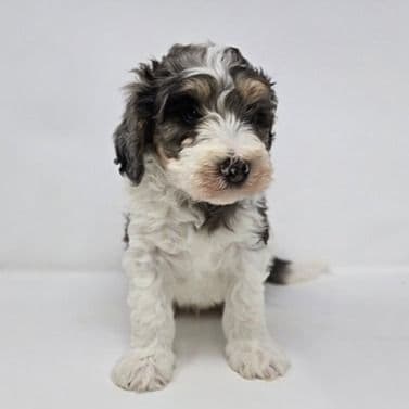 Virgil - Bernedoodle Male