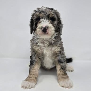 Vincent - Bernedoodle Male