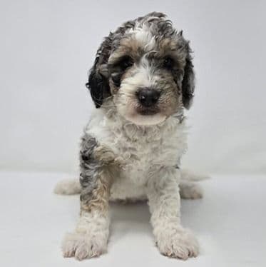 Ved - Bernedoodle Male