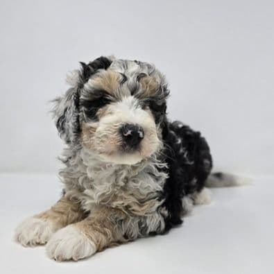 Victor - Bernedoodle Male