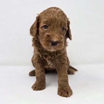 Blossom - Goldendoodle Female