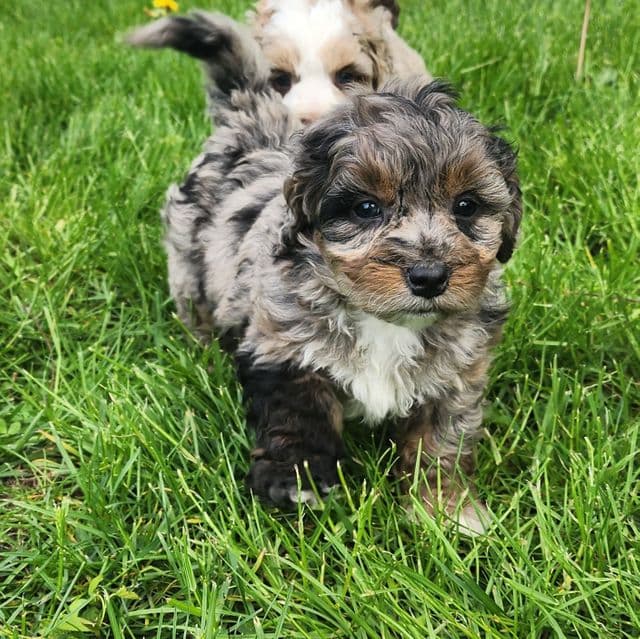 Pretzel f1b - Bernedoodle Female