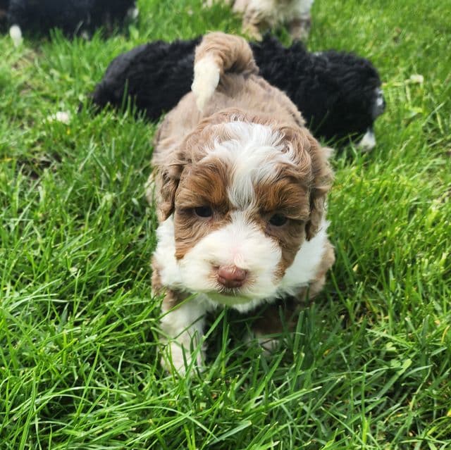 Sadie f1b - Bernedoodle Female