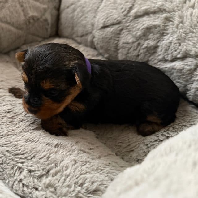 Puppy 3 - Yorkshire Terrier Female