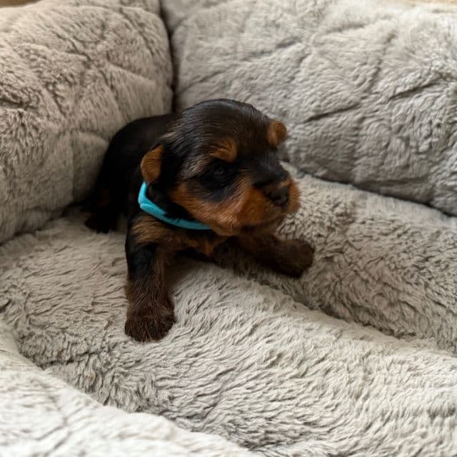 Puppy 2 - Yorkshire Terrier Male