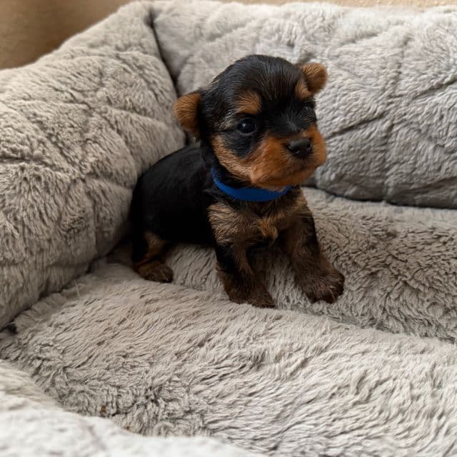 Puppy 1 - Yorkshire Terrier Male