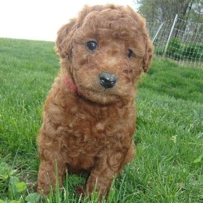 London - Goldendoodle Male