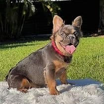Monique - French Bulldog Female